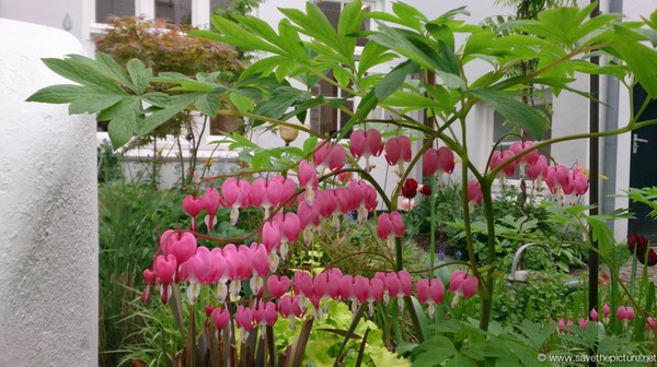 Droog garden of hearts in the centre of Amsterdam