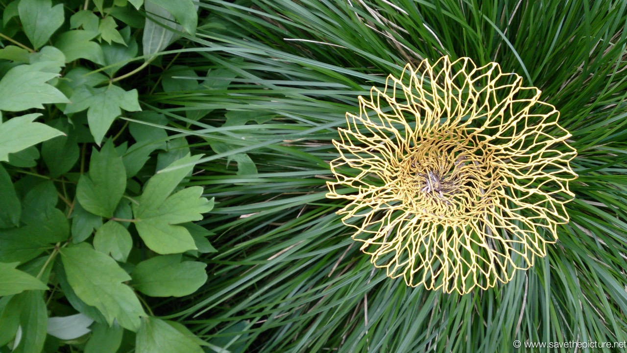 Droog yellow in green