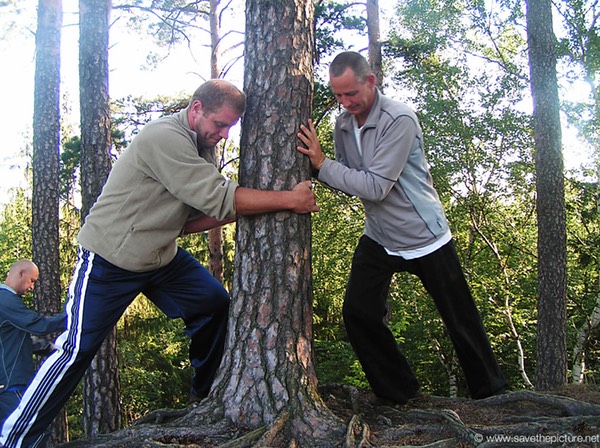 LiftingThe Tree