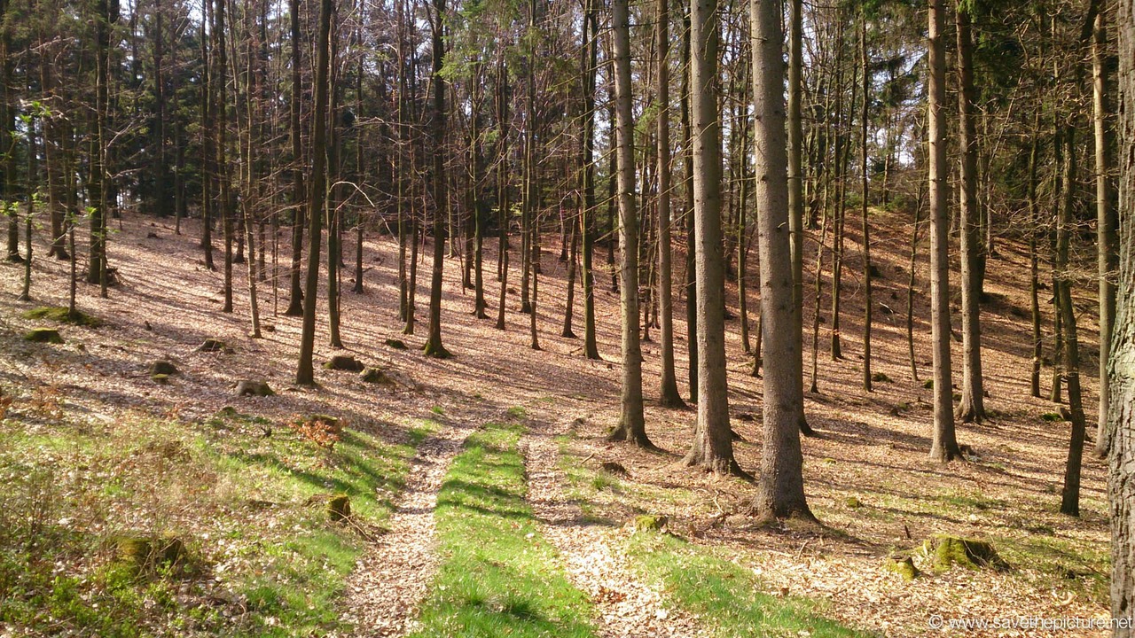 Zamecek surrounding forrest